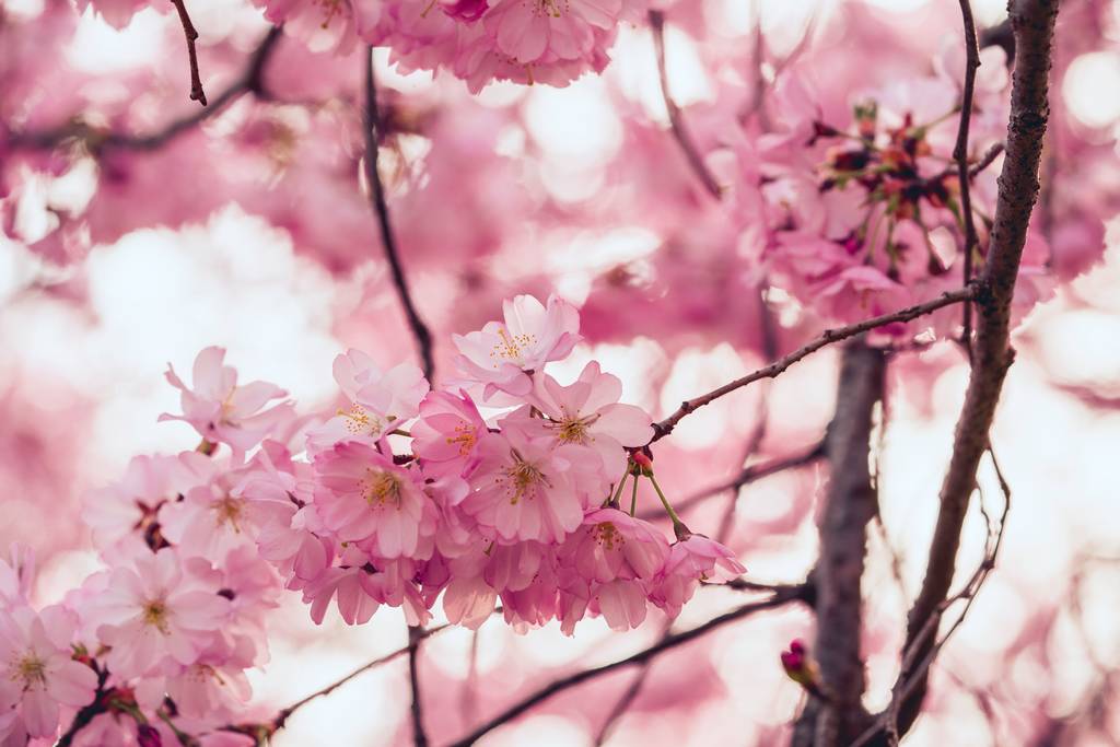 Cherry Blossoms in Japan