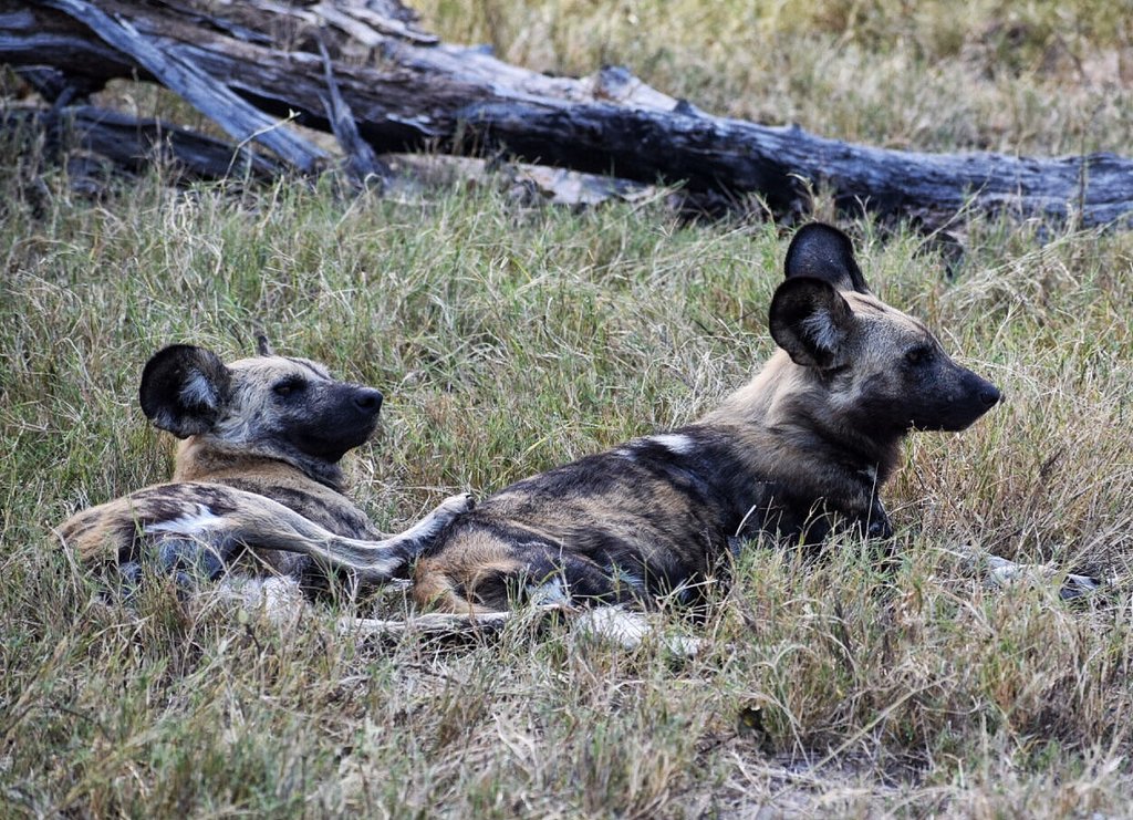 african safari animals list: Wild Dogs in Botswana