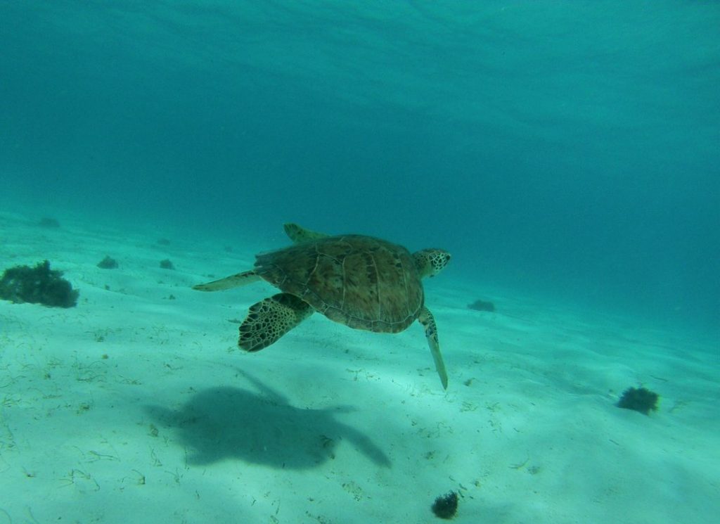 Wildlife Tourism: Sea Turtles in the Caribbean