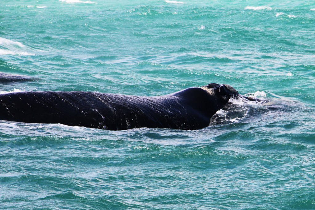 Whale Wildlife Adventure - South Africa