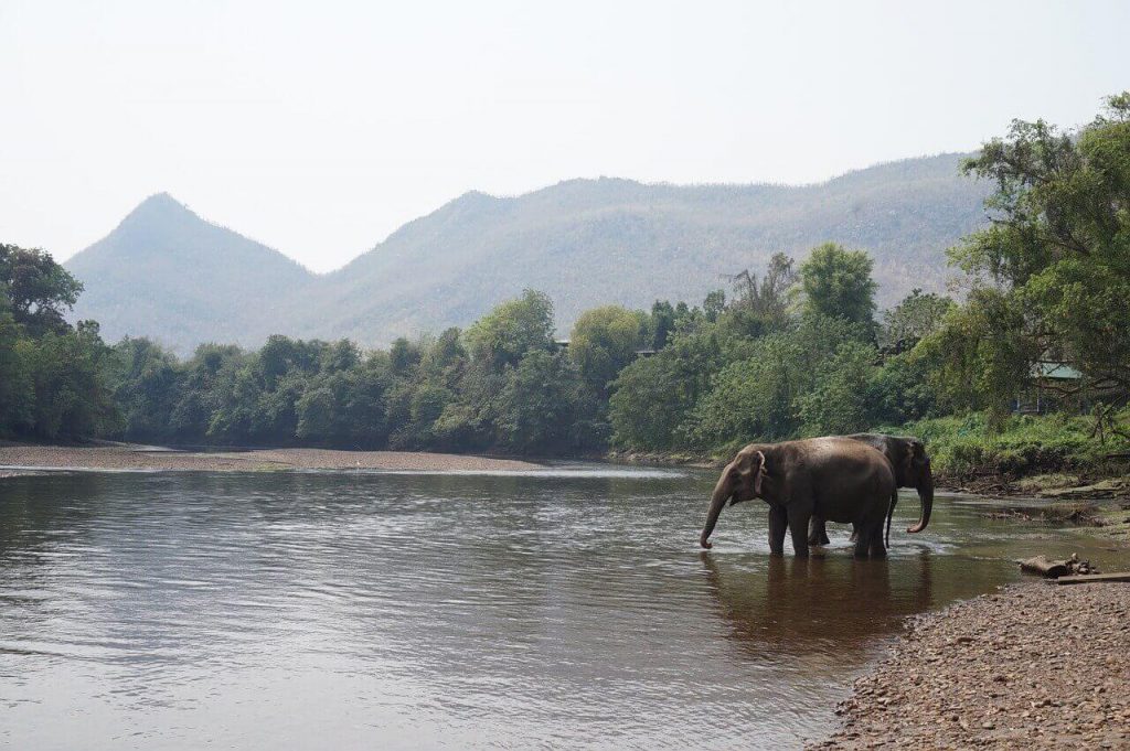 Where to see the best wildlife elephant sanctuary