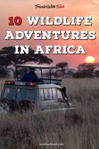 african safari animals list