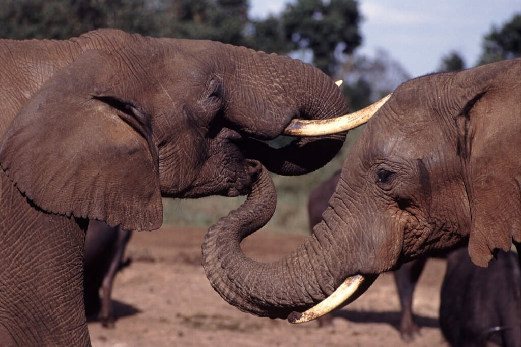 Two elephants, wildlife adventures in Africa