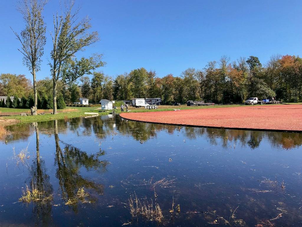 Things to Do in the United States - Cranberry Bogs of Massachusetts