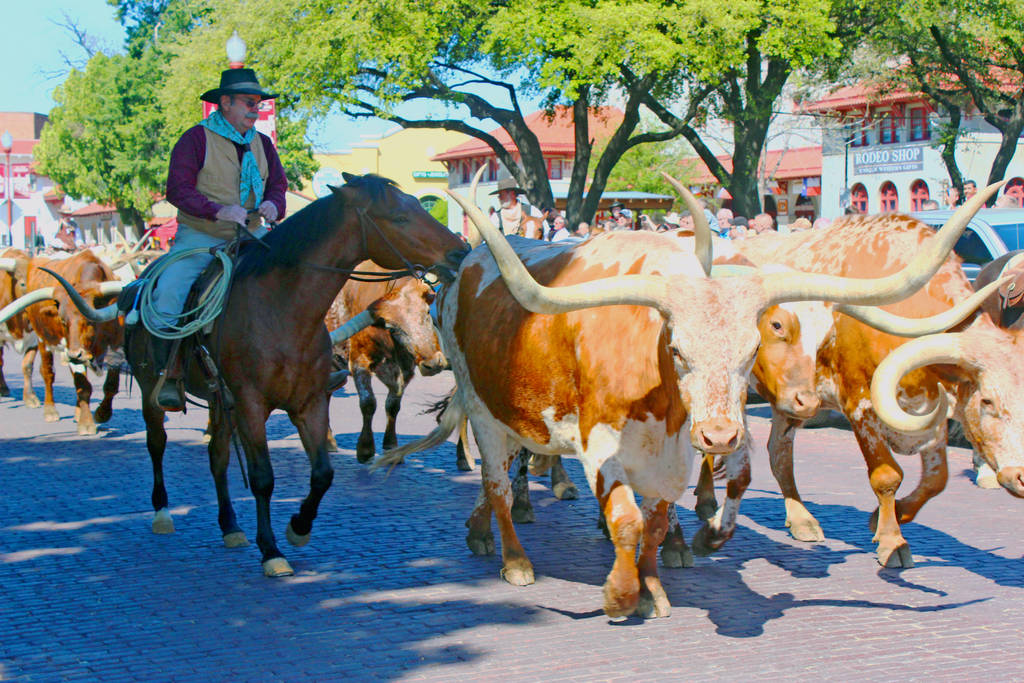 Unforgettable Things to Do in the USA - Ft. Worth Stockyards