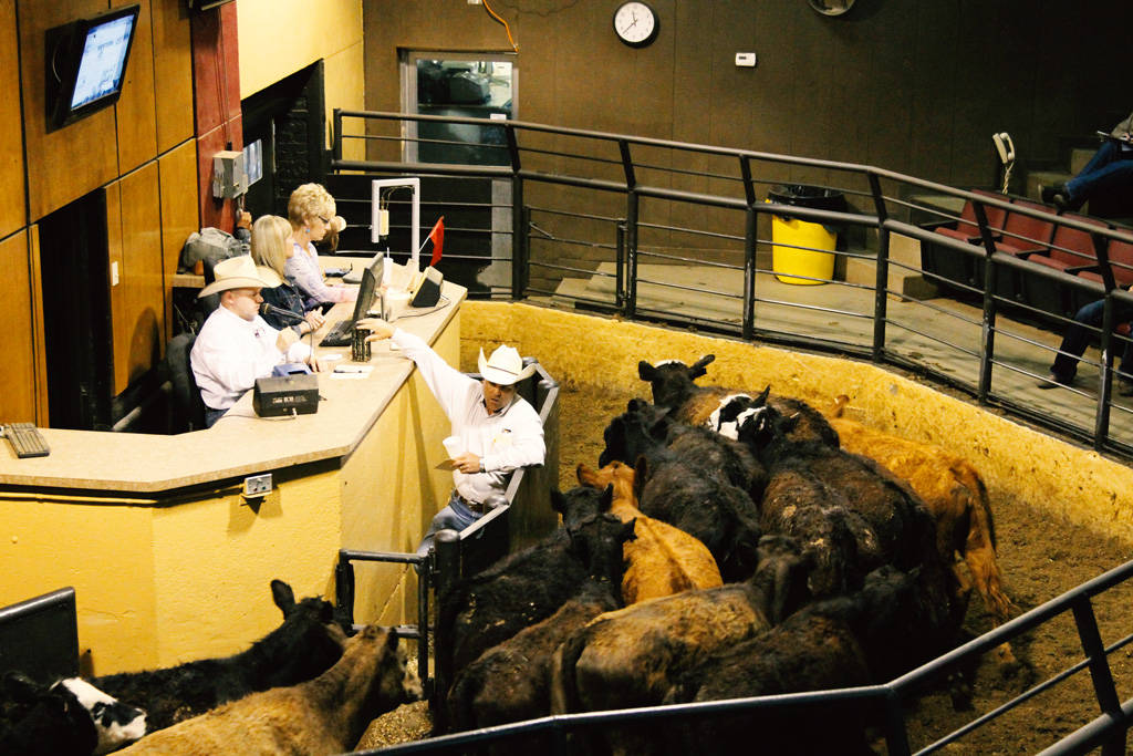 Unforgettable Things to Do in the USA - Cattle Auctions