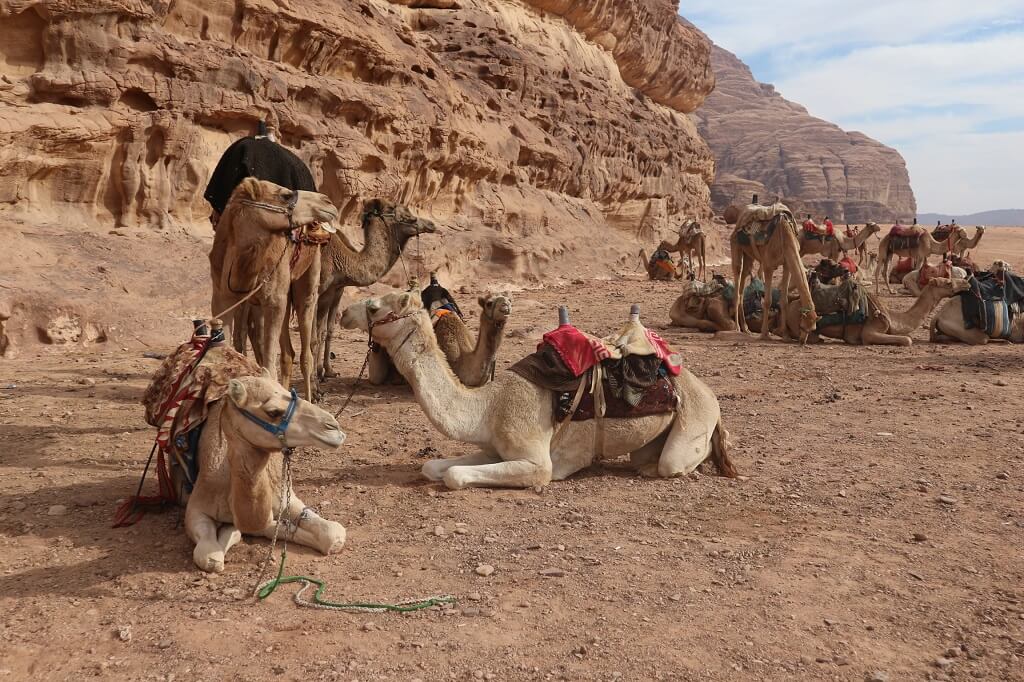 Camels in the Jordan desert, one of the best places to visit in Jordan