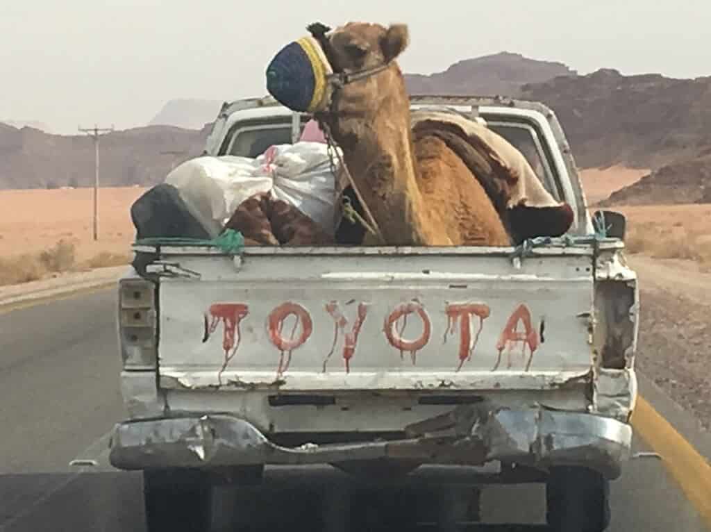 A camel in a Toyota pickup truck