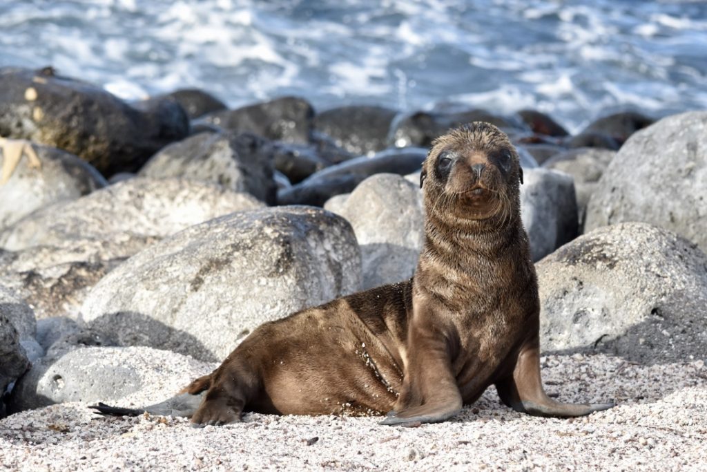 Galapagos Islands is a great multi day tour option