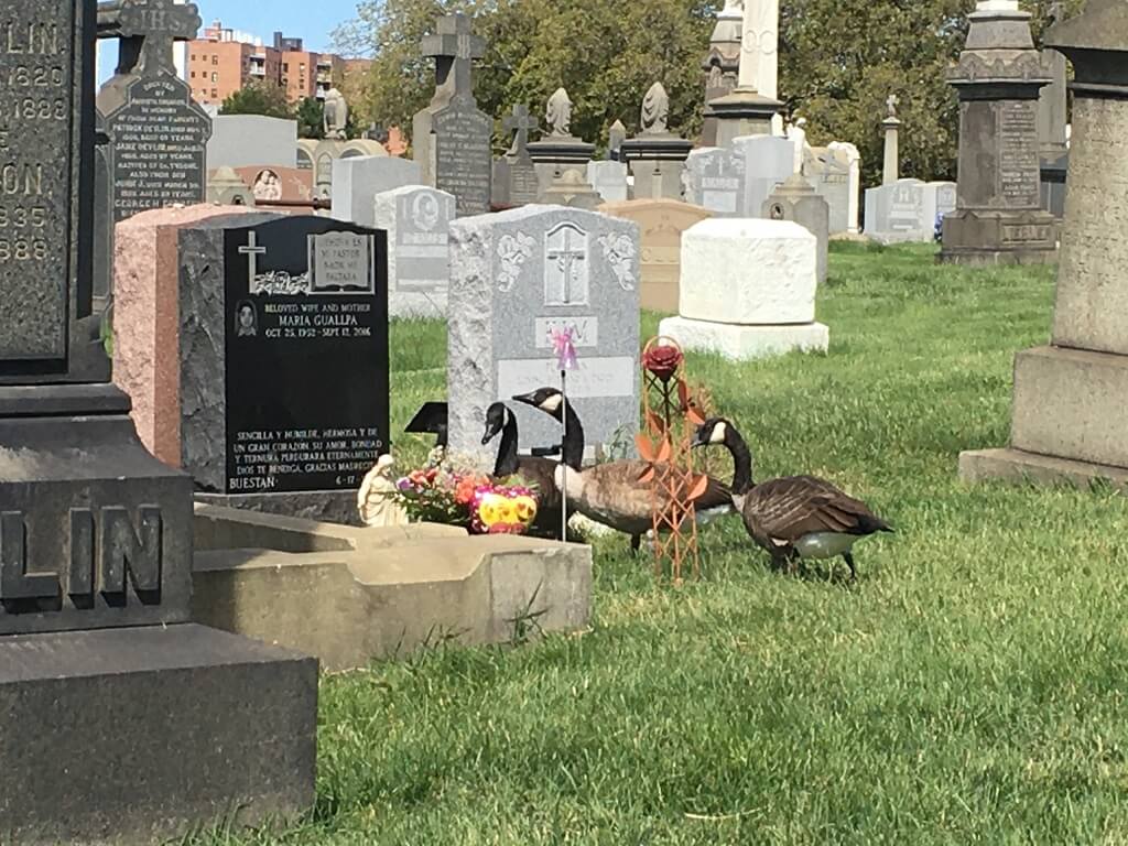 Geese in cemetery