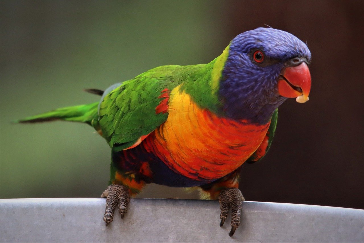 Lorikeet, a colorful Australian parrot 