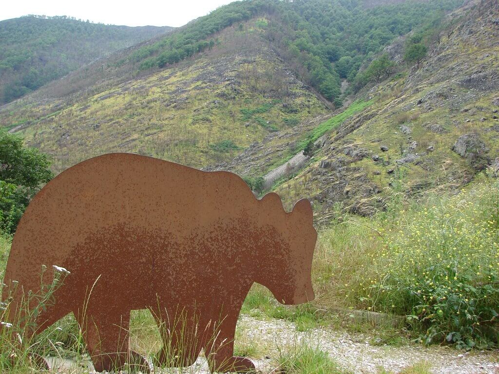 Brown bears in Asturias, why I fell in love with Asturias