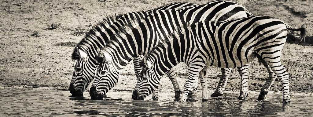 Overcome travel obstacles and see zebras in Africa