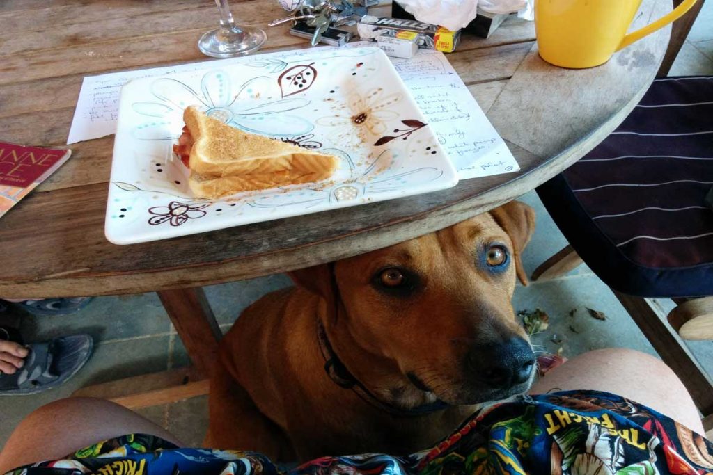 Dog under table while house sitting in Mexico