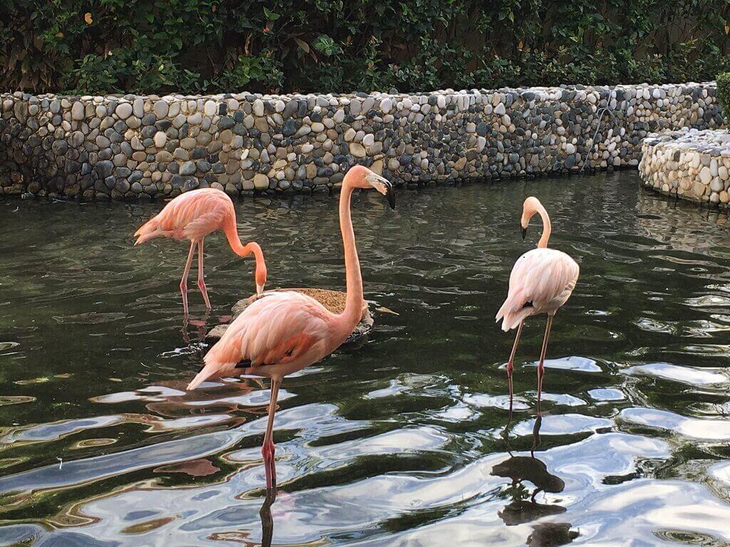 Flamingos