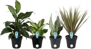 clean air house plants