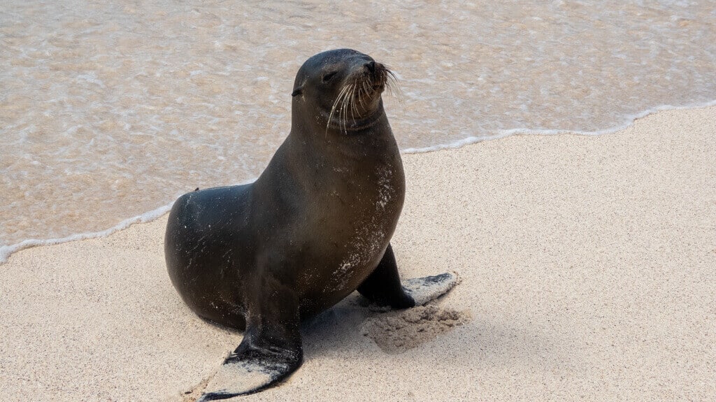 seal in Galapagos. I will travel to check off my bucket list