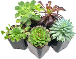 succulents