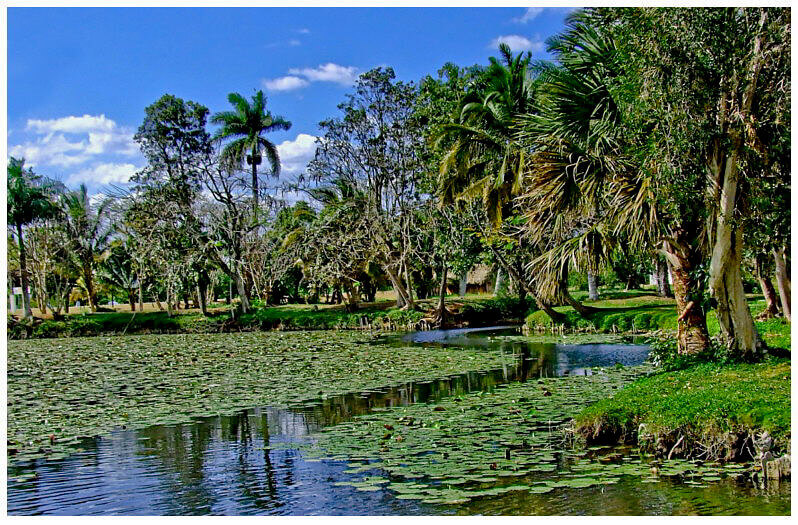 Zapata swamp near Havana