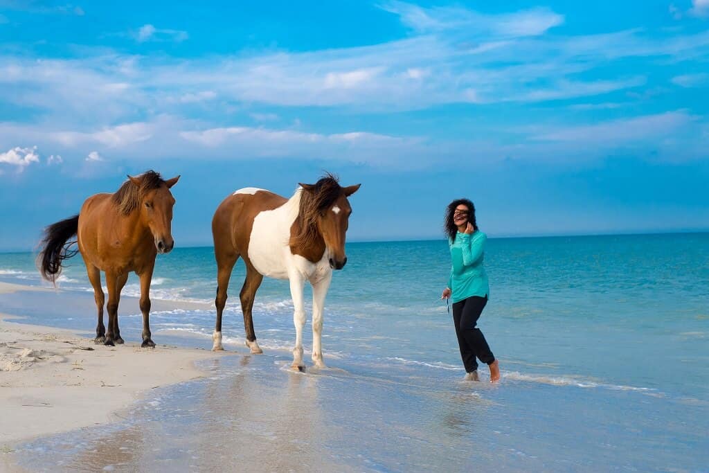 Horses on Assateague Island an off the neaten track travel destination in the U.S.