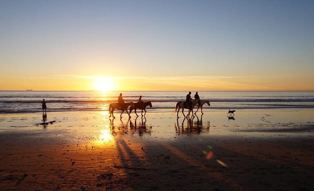 horses on the beach at sunset