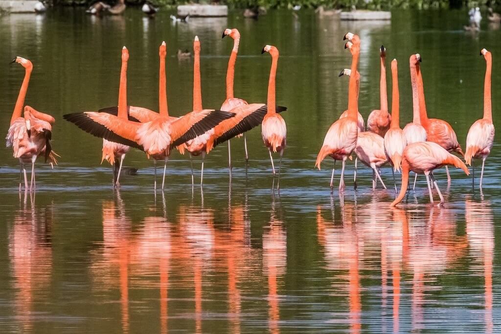 Flamingos in Cuban UNESCO Biosphere reserve