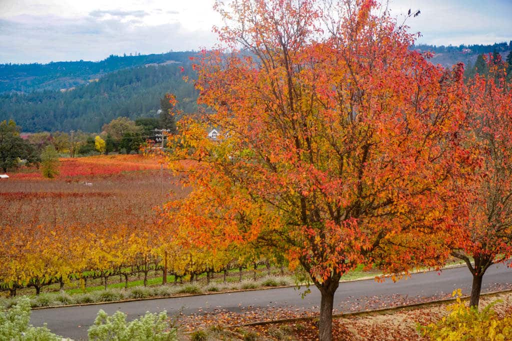 Shades of fall foliage in Napa Valley