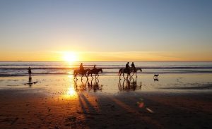 sunset with horses