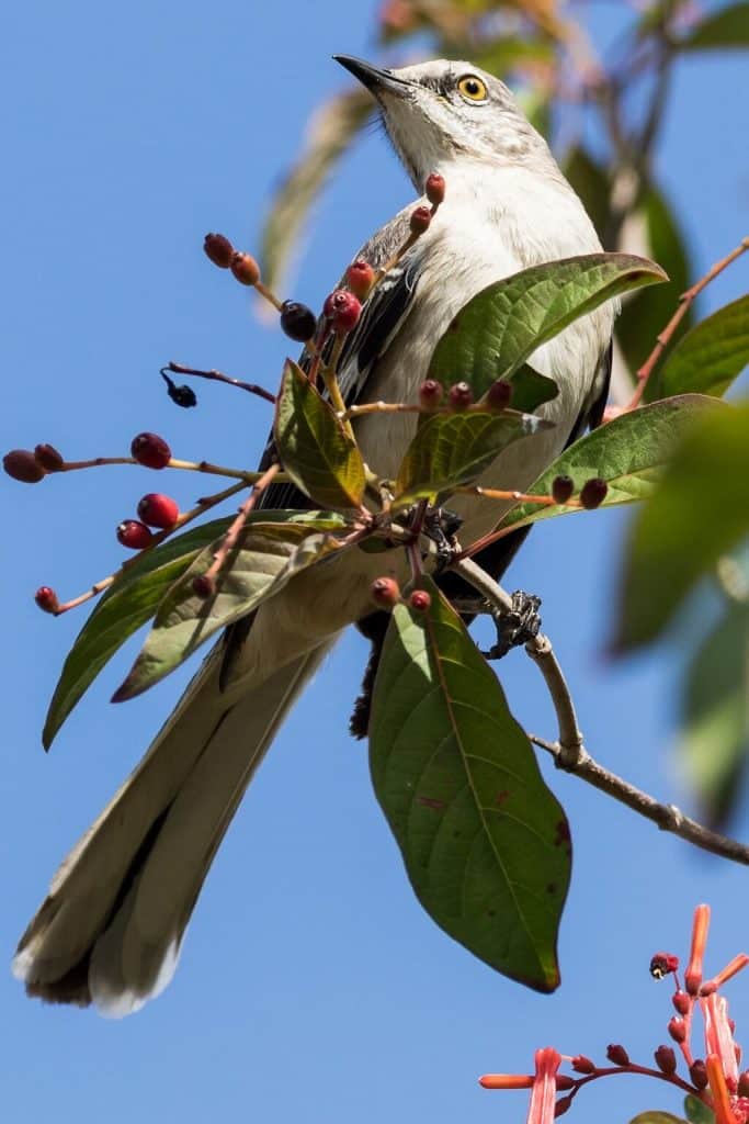 Cuban native bird found in Cuba's national parks