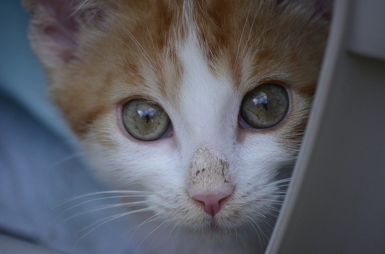 A cat face seen when volunteering with animals abroad