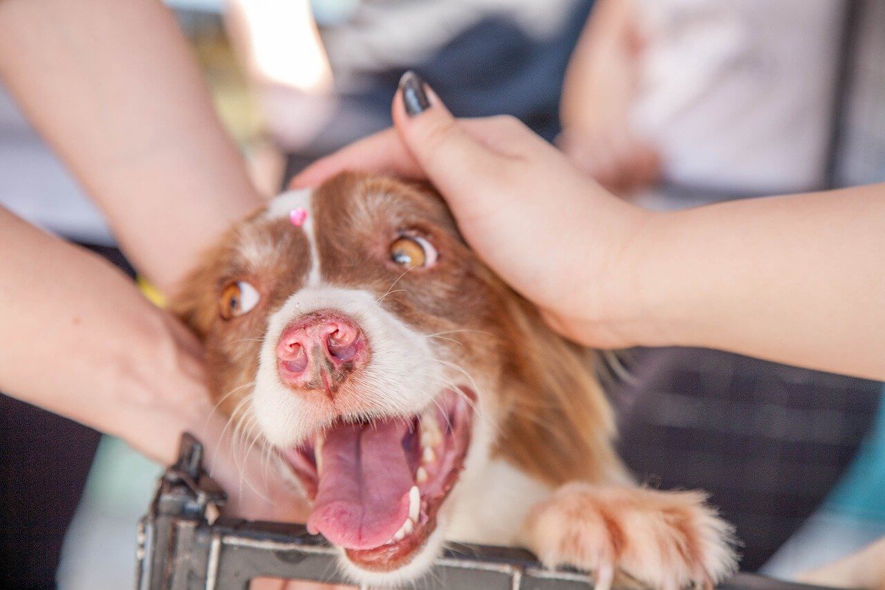 a dog being petted while volunteering with animals abroad