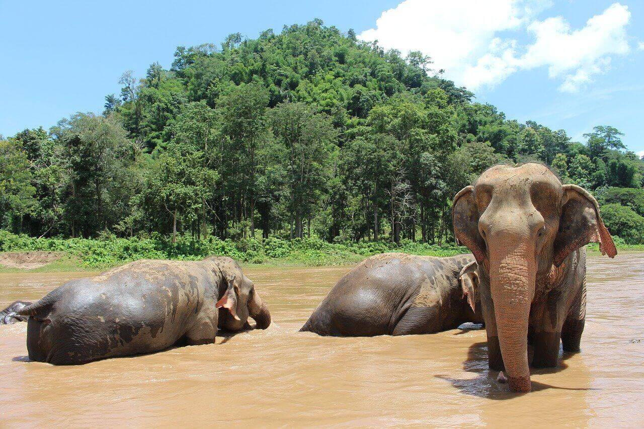 Volunteering with animals abroad at an elephant sanctuary