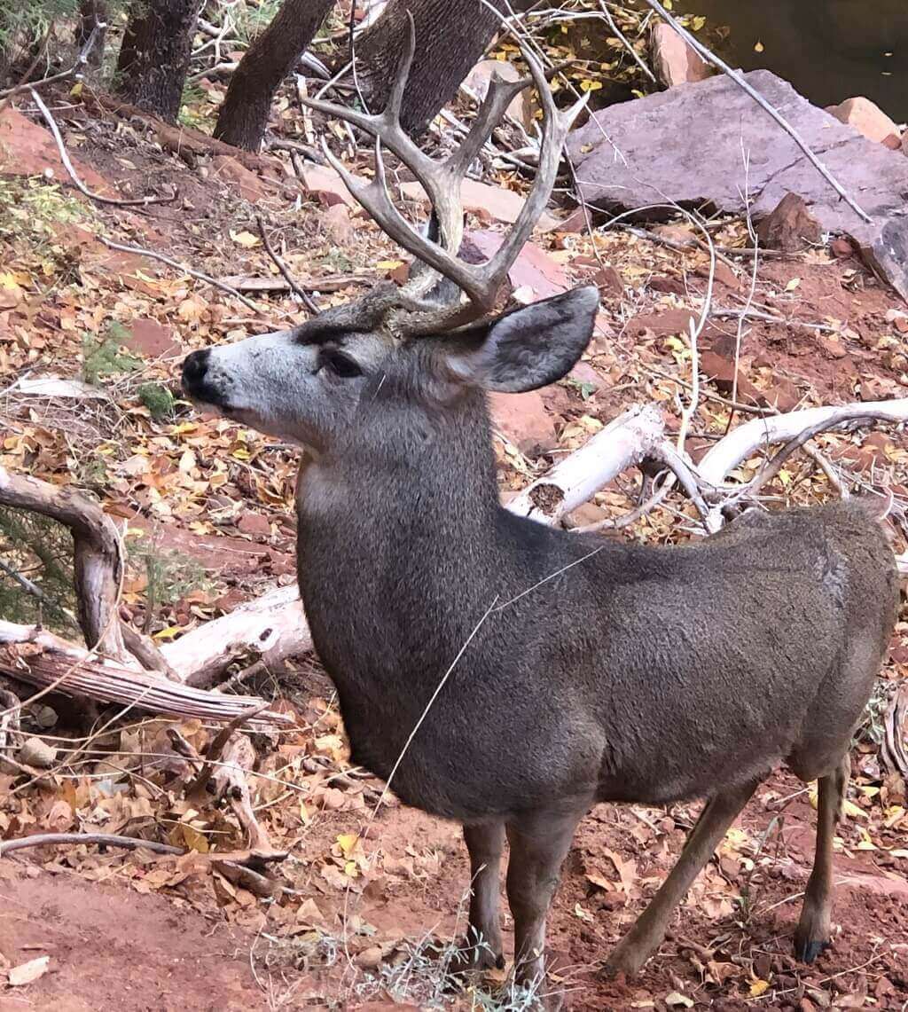 deer on RV adventure