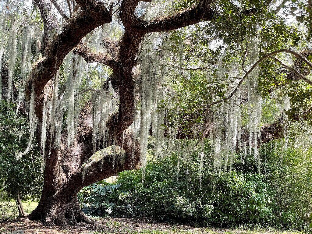 A Coconut Grove forest.