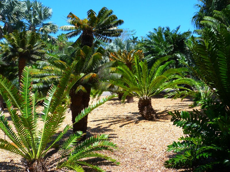 Palm trees at the Fairchild Gardens in Miami. 