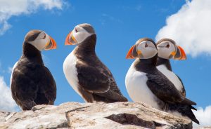 Puffins in Iceland