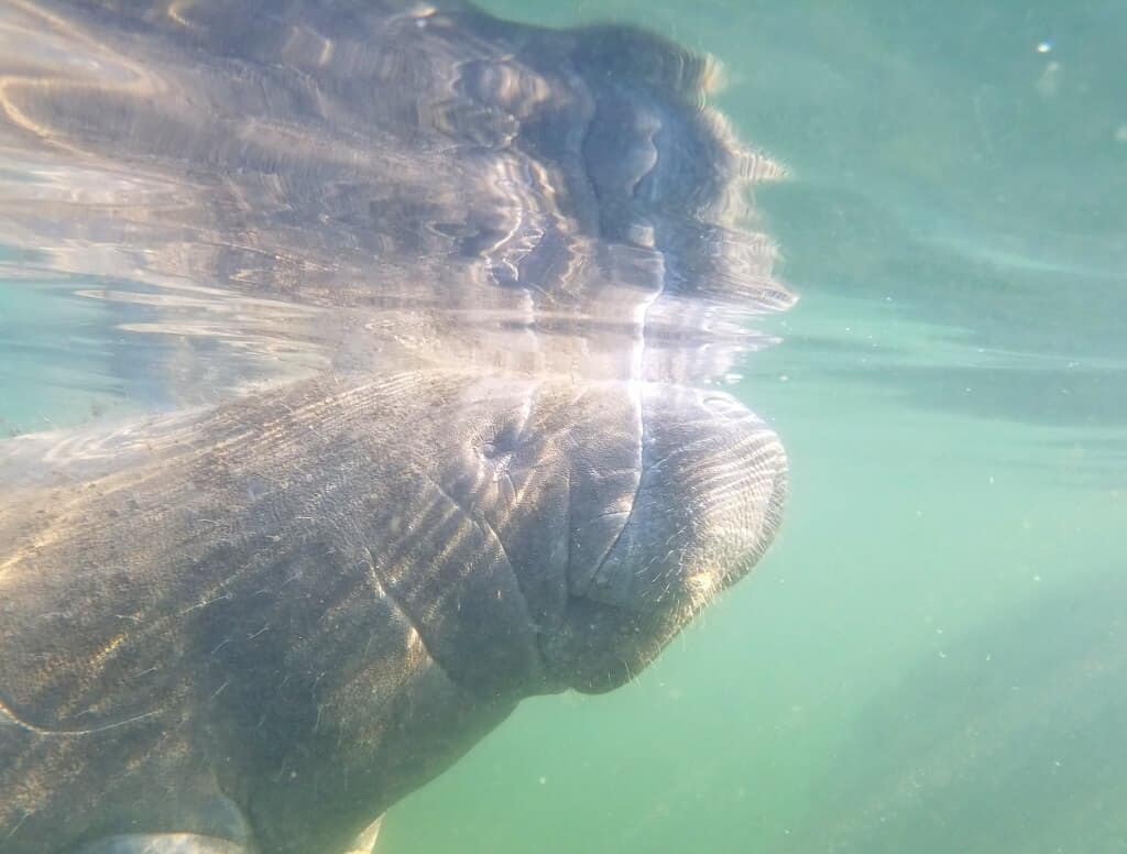 A manatee in Crystal River. 