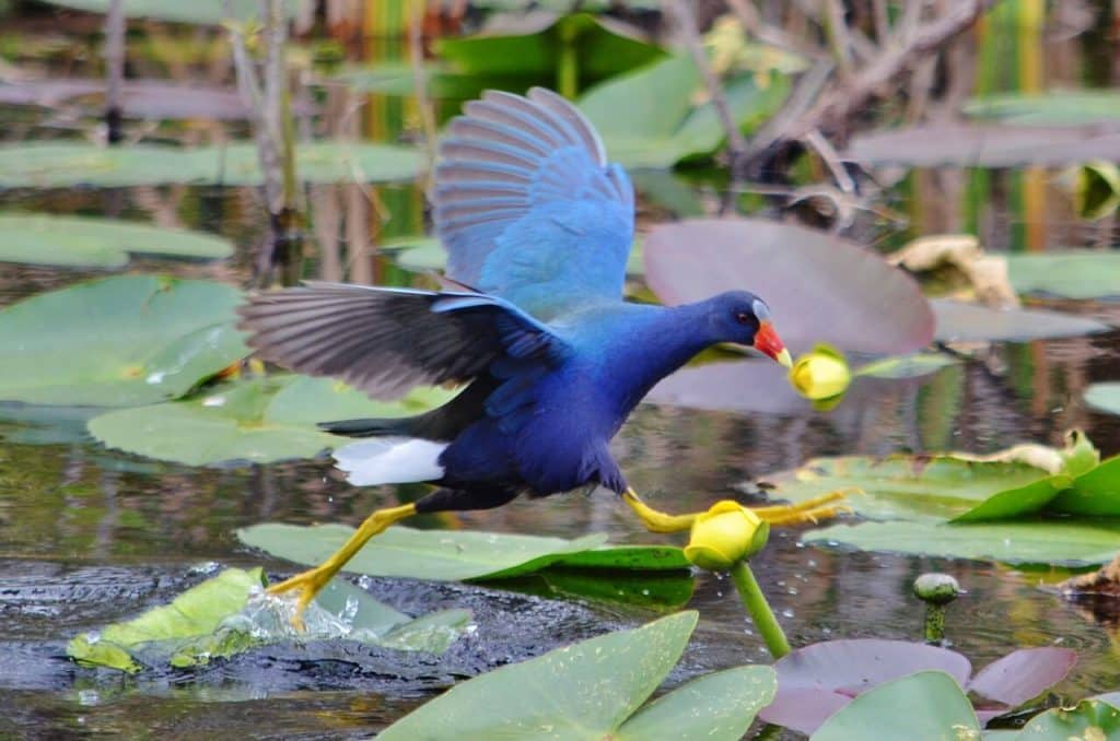 Wildlife in the Everglades near Miami