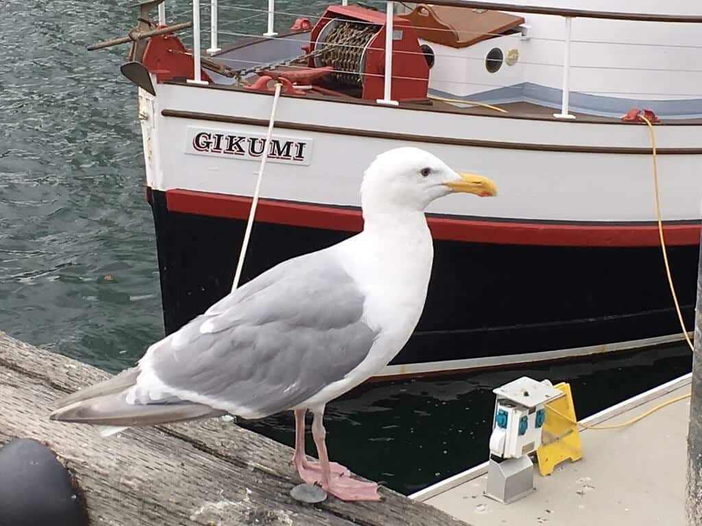 Seagul in Granville Market
