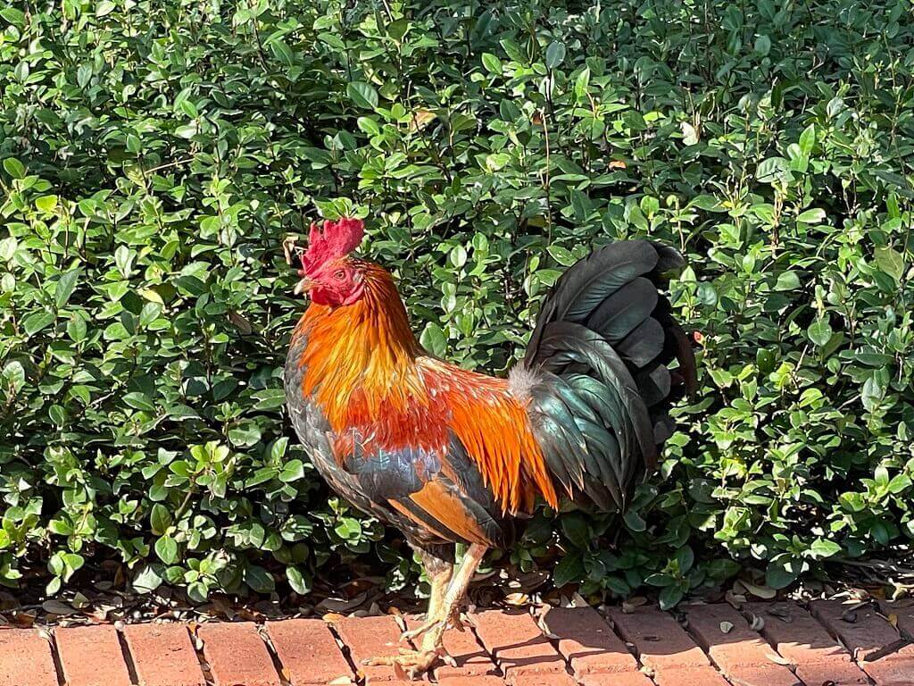 Rooster seen on a weekend trip to Tampa