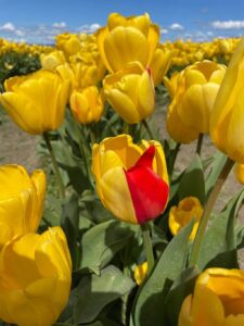 Tulips at the Skagit Tulip Festival. See it on a day trip from Seattle