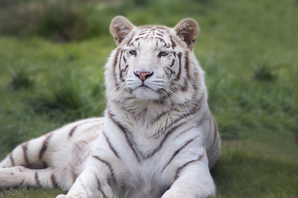 White tigers seen on a luxury India tour