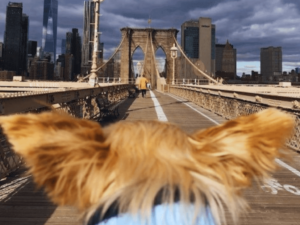 a dog walking across the Brooklyn Bridge in NYC
