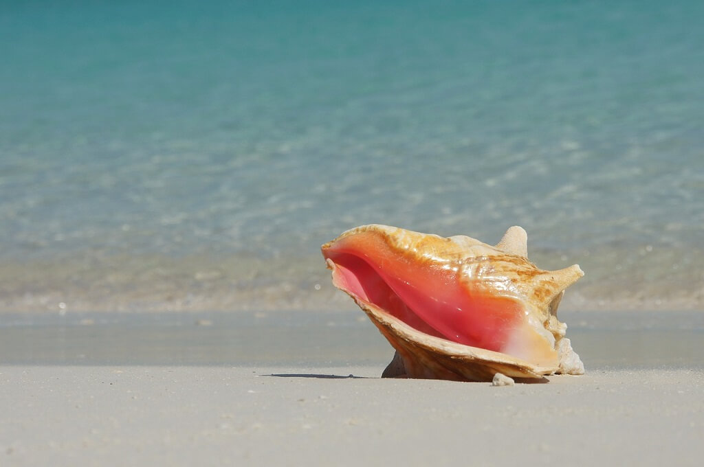 A shell on a beach