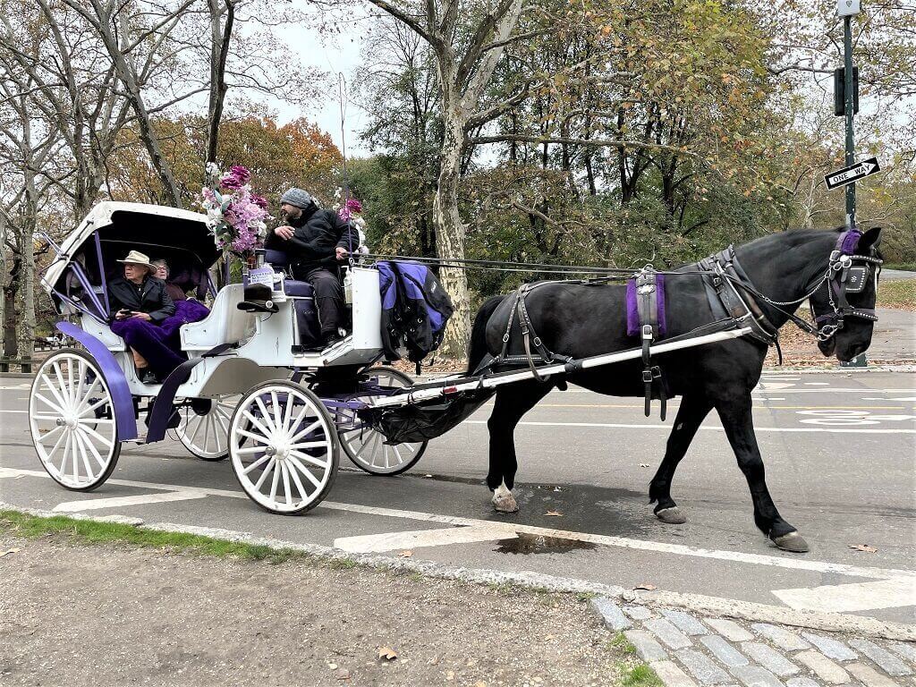 Horse and carriage in Central Park a must-experience on our 3 days in New York City