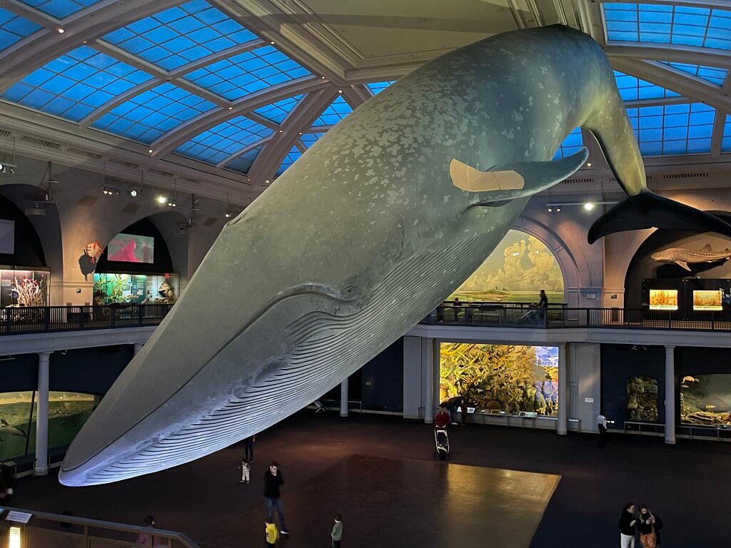 Whale display at the Museum of Natural History
