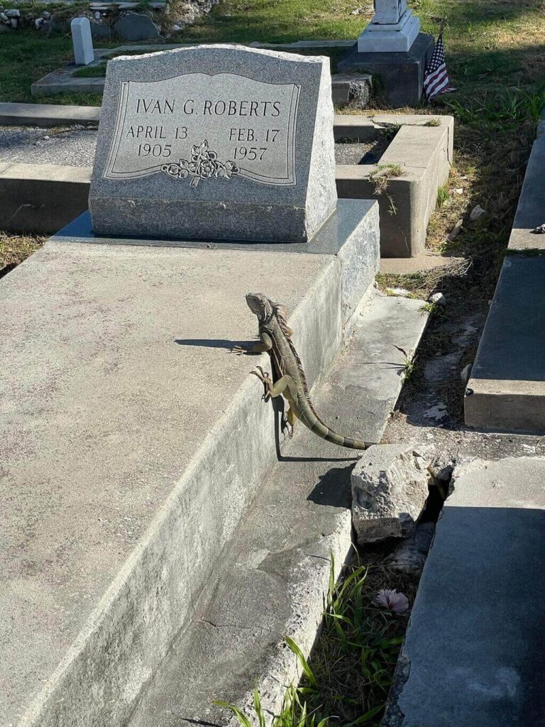 Iguana in Key West Cemetery