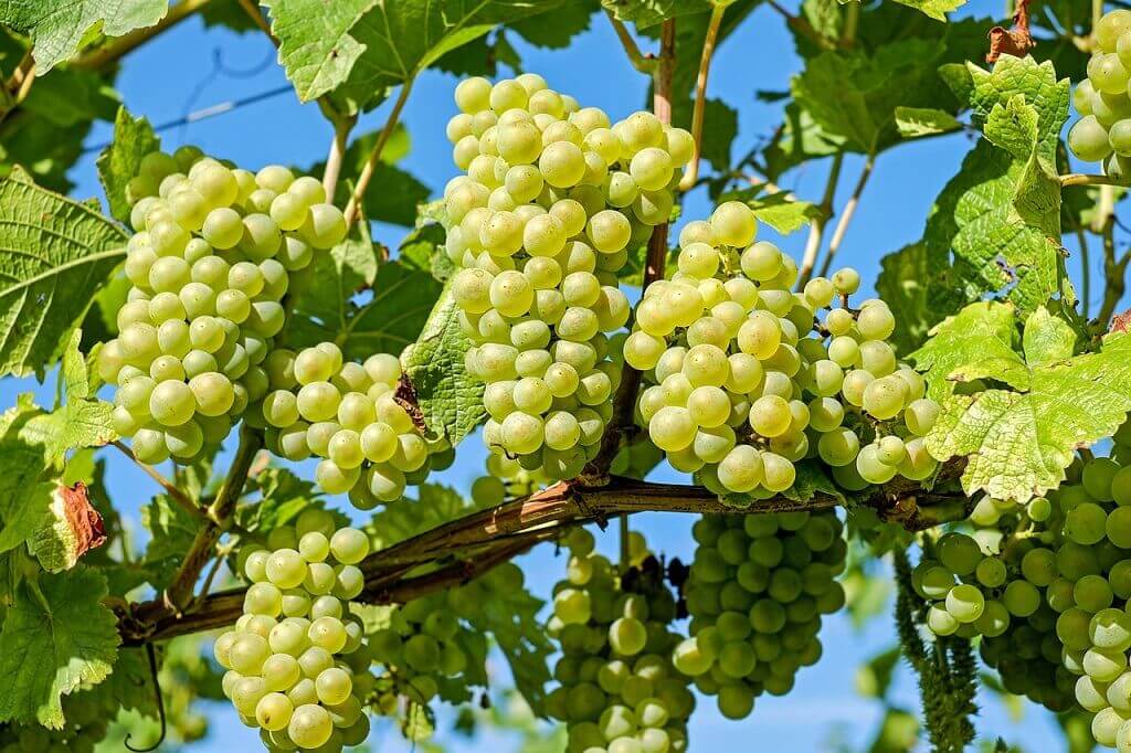 albariño grapes