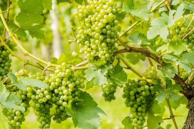 The Rias Baixas Wine Region of Galicia, Spain. Sampling Albariño Wine ...