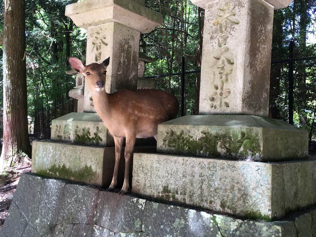a deer in Nara.